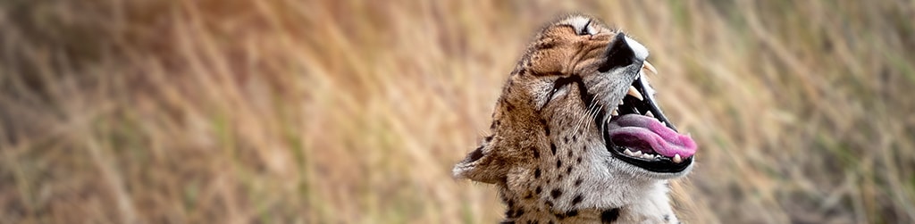 Serengeti to Ngorongoro Crater header Serengeti to Ngorongoro Crater header
