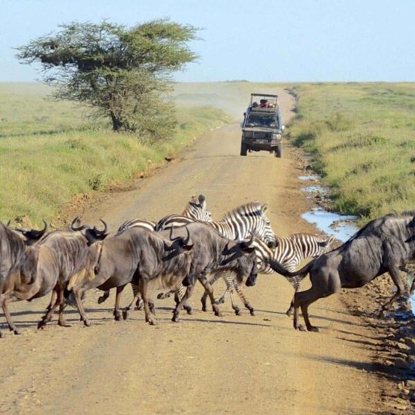 Luxury Serengeti & Ngorongoro Crater safari