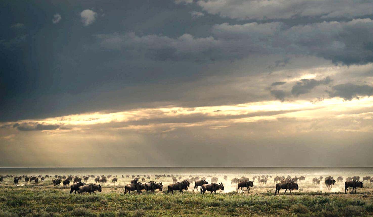 serengeti wildebeest migration serengeti wildebeest migration