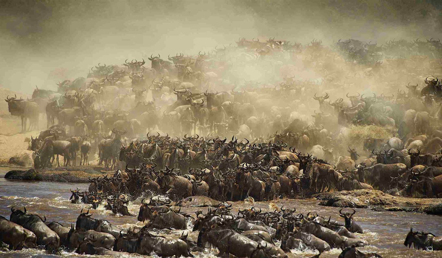 Serengeti Wildebeest Migration Serengeti Wildebeest Migration