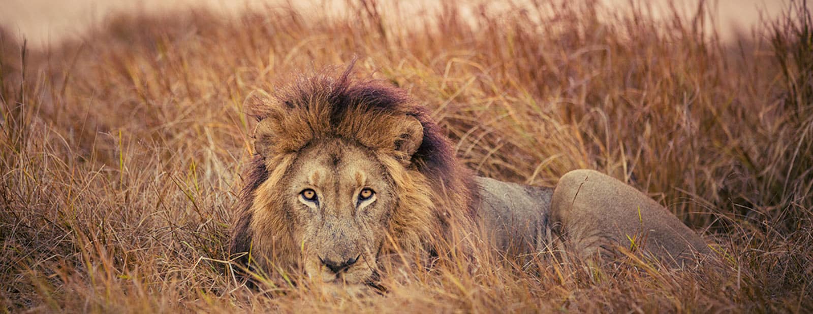 8 Days Tanzania wildlife safari