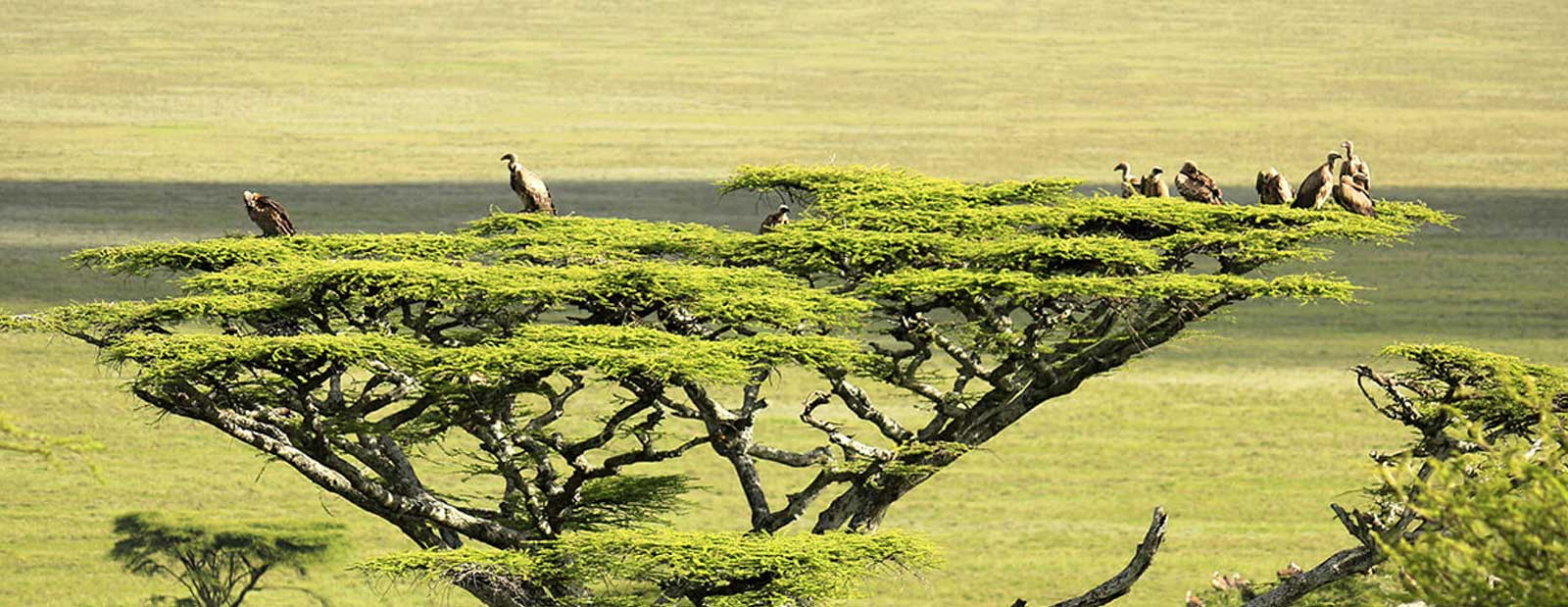 5days Serengeti Ngorongoro Crater from