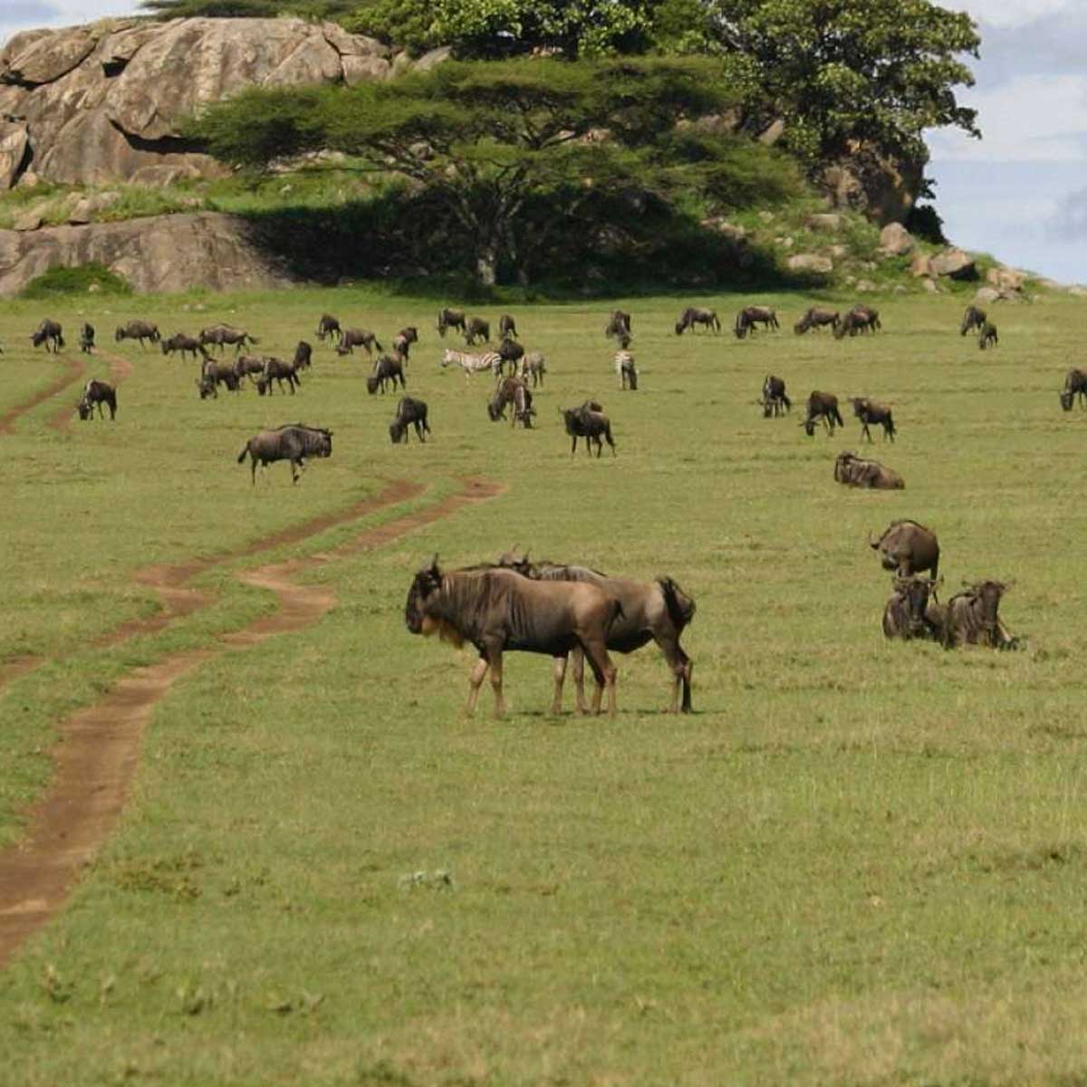 Serengeti Mid-range Tour and Ngorongoro