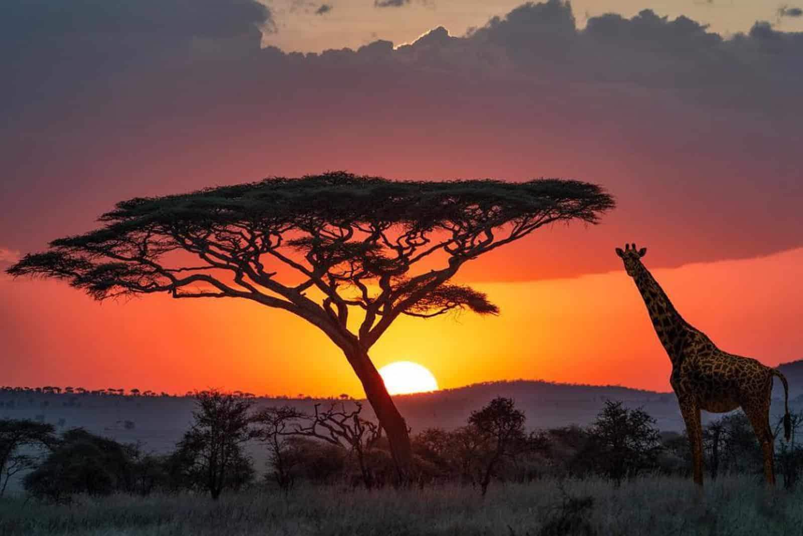 2 Days Serengeti National Park