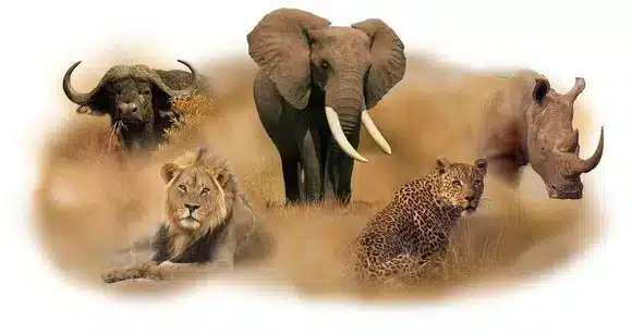 5 Days Tanzania Big Five Safari