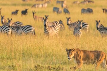 Tanzania wildlife Tour
