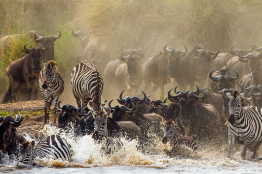 safari tours in Tanzania