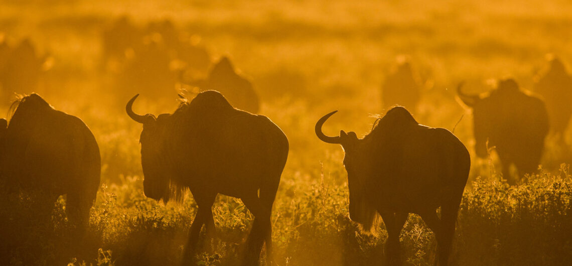 Serengeti Great Migration Safaris
