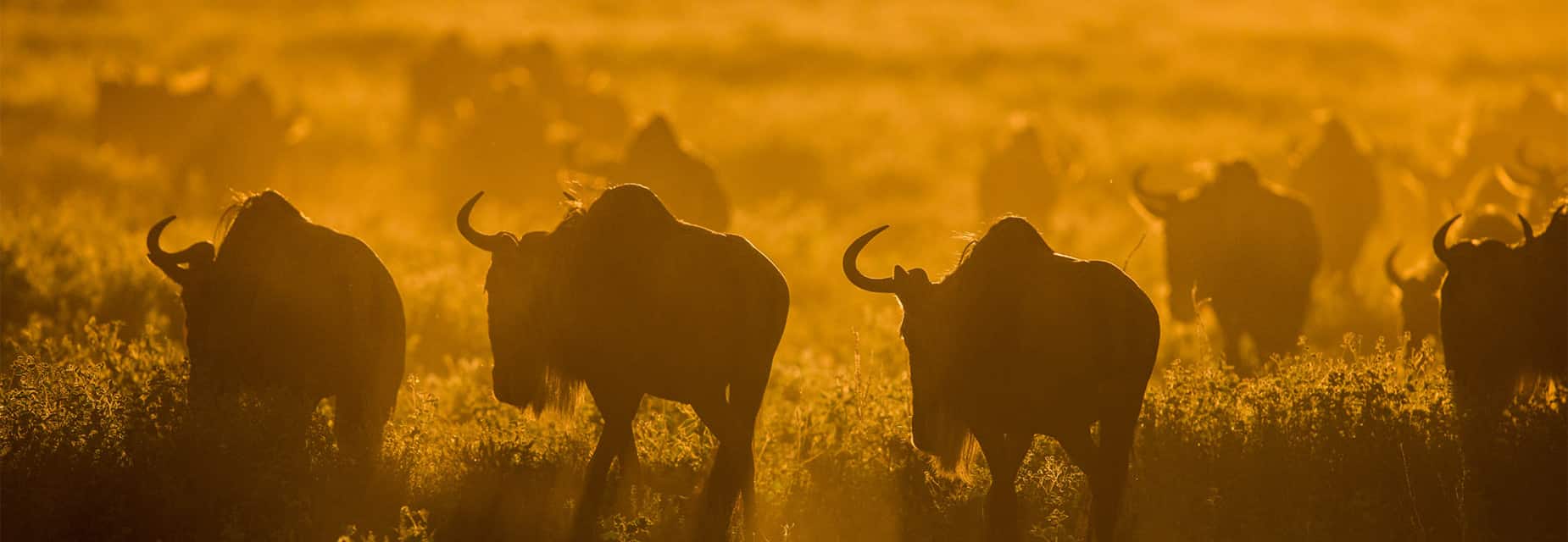 Serengeti Great Migration Safaris