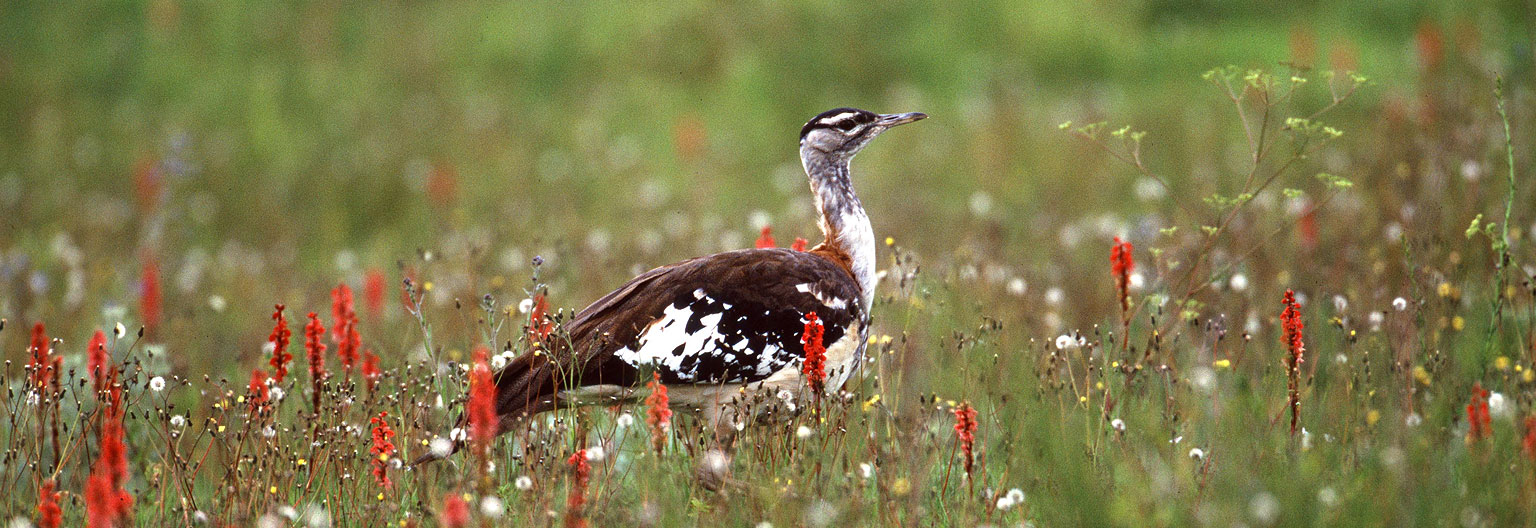 Kitulo National Park