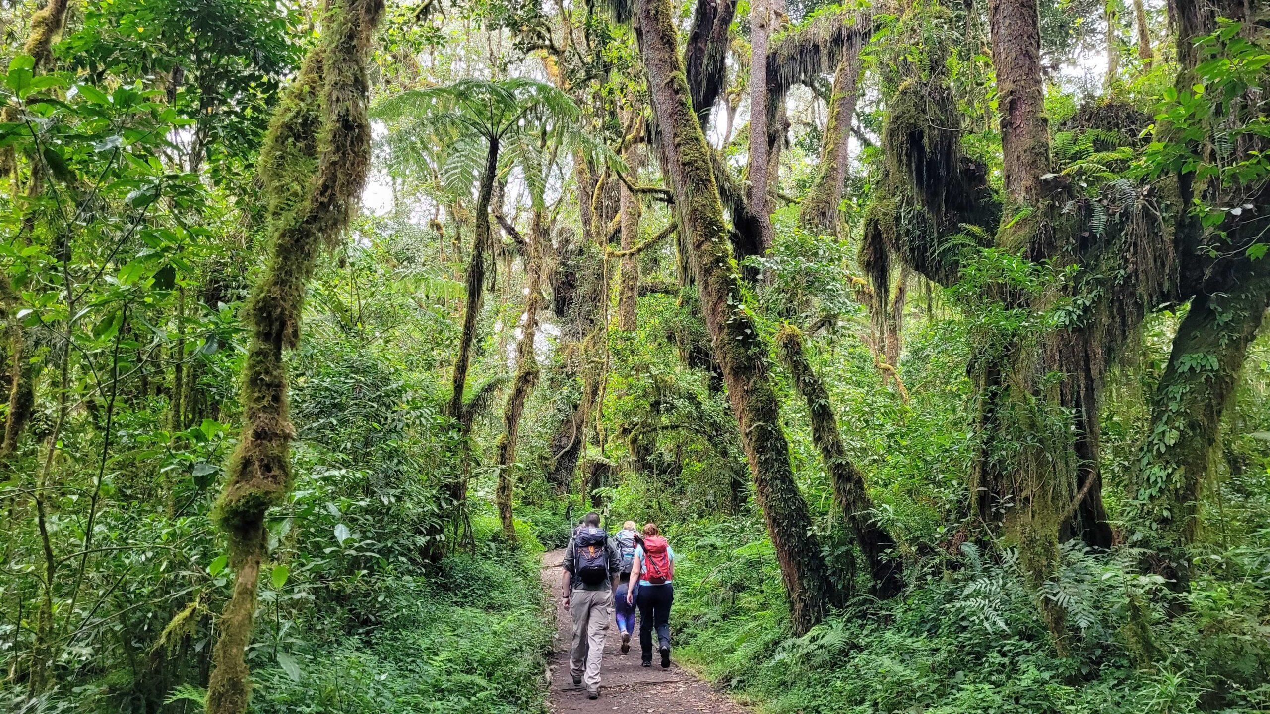 Mount Kilimanjaro Trekking