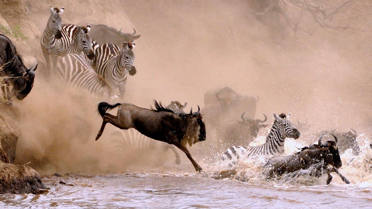 Wildebeest Migration Safari