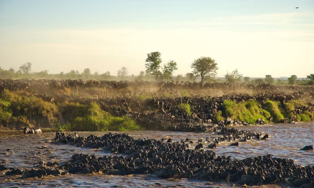 Best time to see the Great Migration