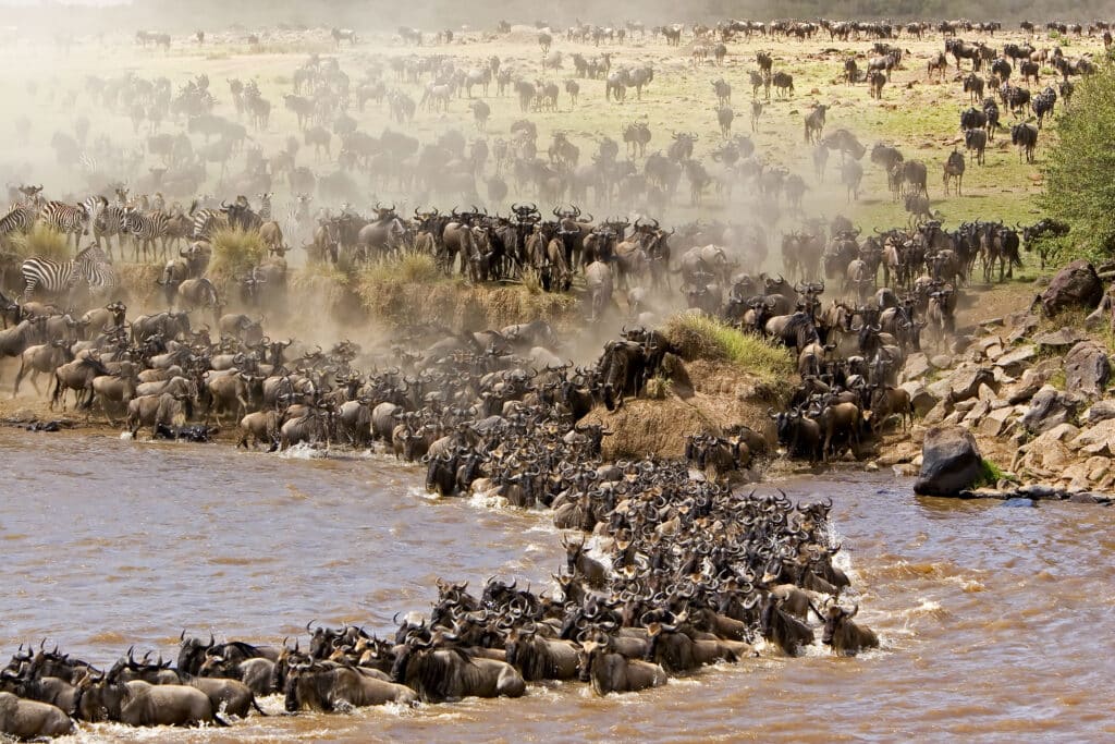 Great Annual Wildebeest Migration scaled