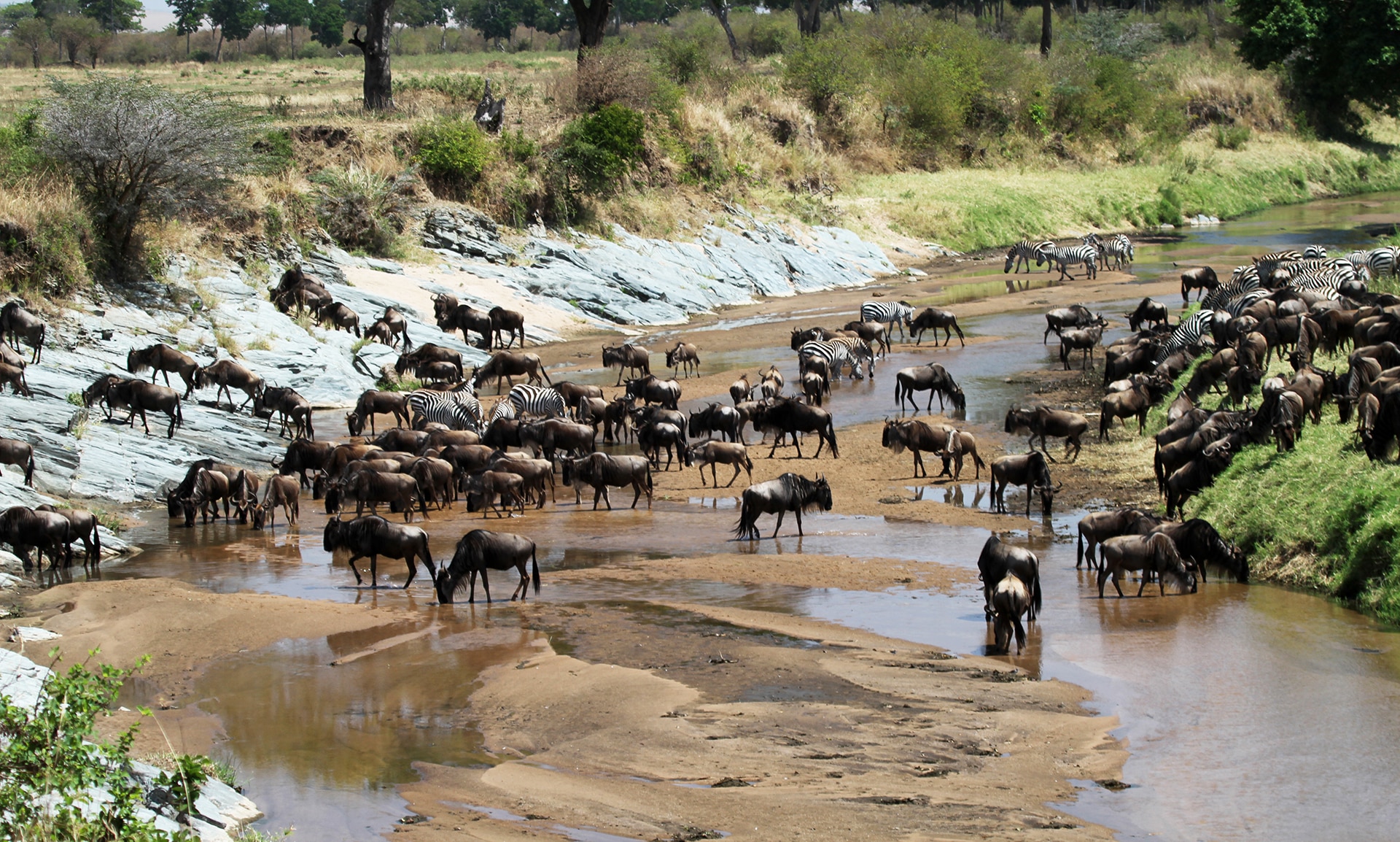 Grumeti river crossing begins in the western Serengeti