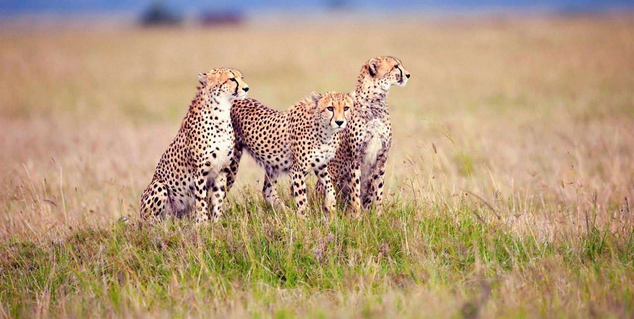 What to see in Serengeti Park Tanzania