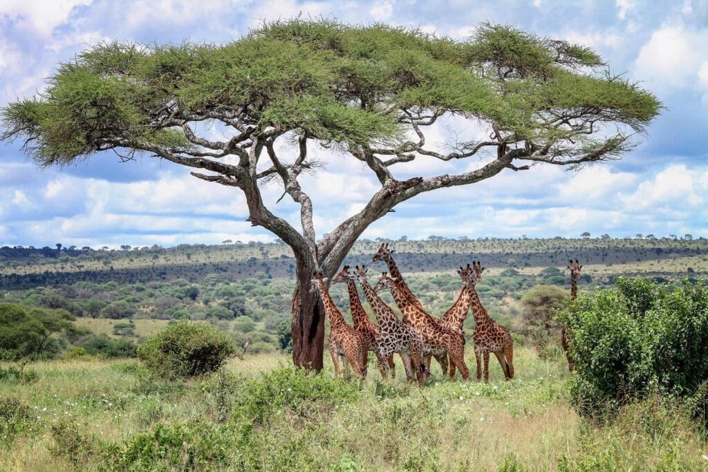 What to expect on Safari in Tanzania