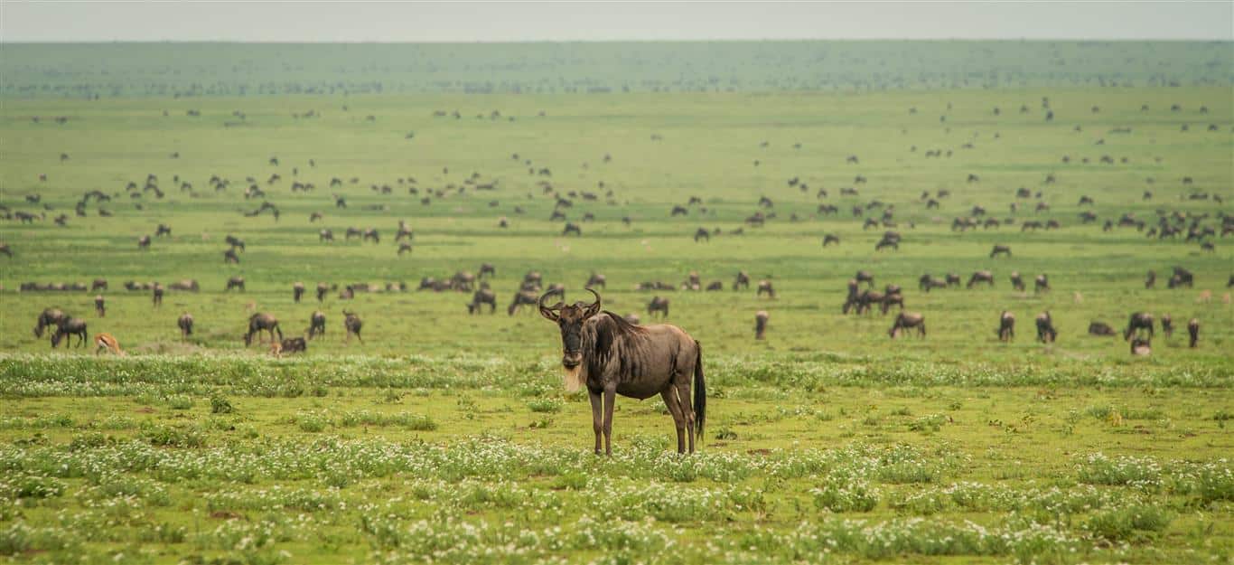 Wildebeest Migration Ndutu 