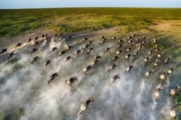 Wildebeest Calving Season