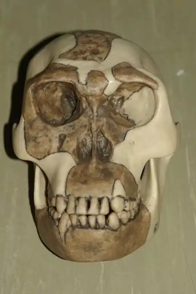 Skull of Homo habilis