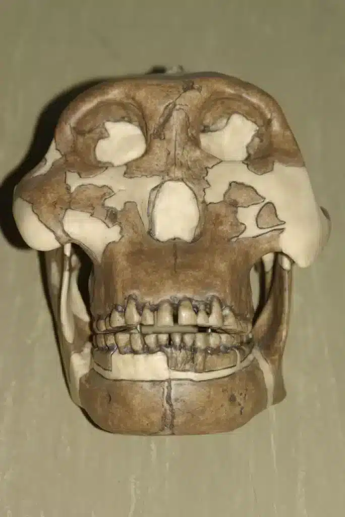 The skull of Paranthropus boisei