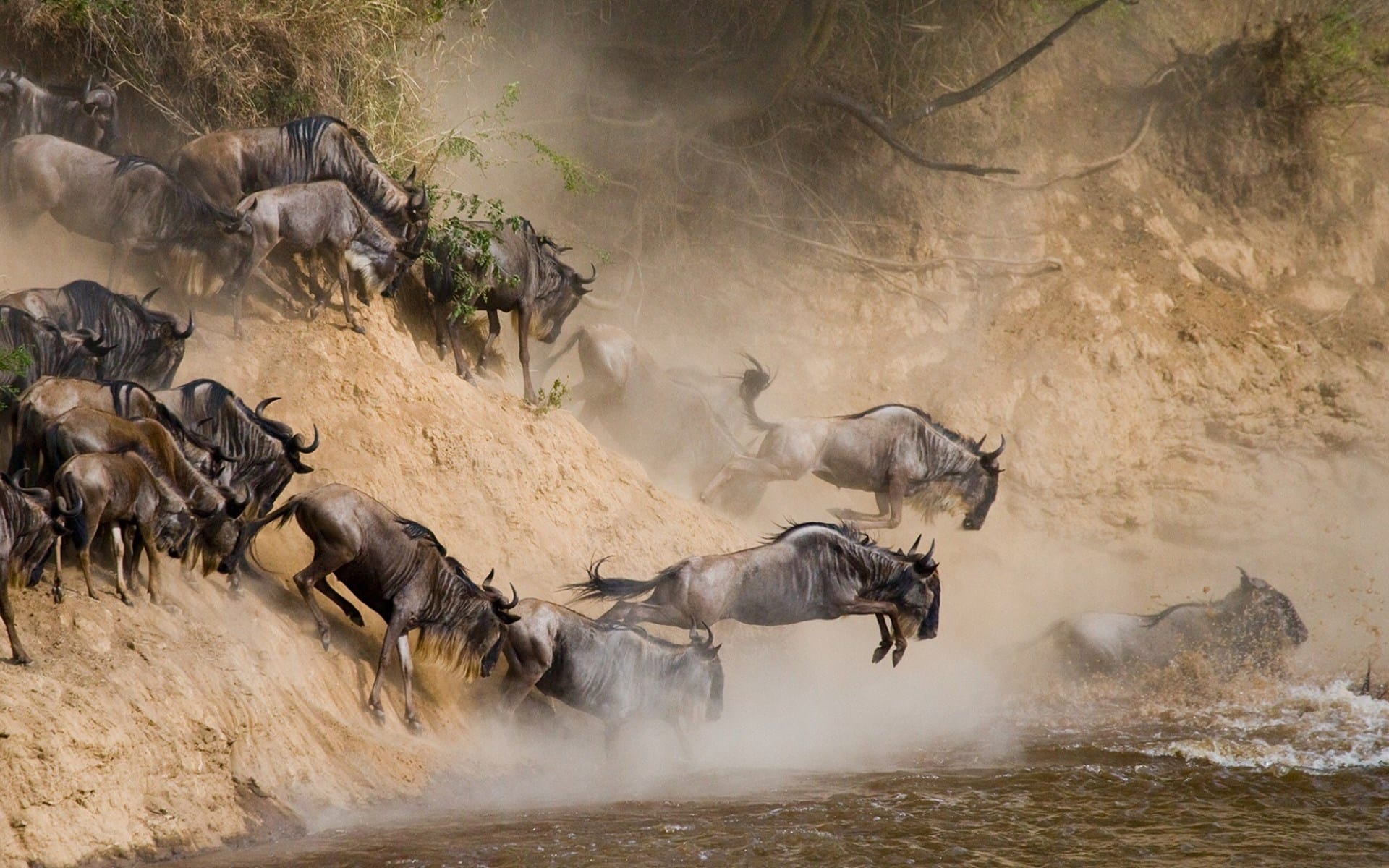  wildebeest Migration 