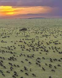 Serengeti Wildebeest Migrations Tour