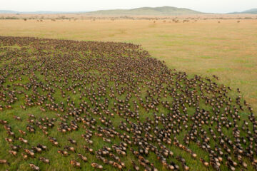 Serengeti Wildebeest Migrations Tour