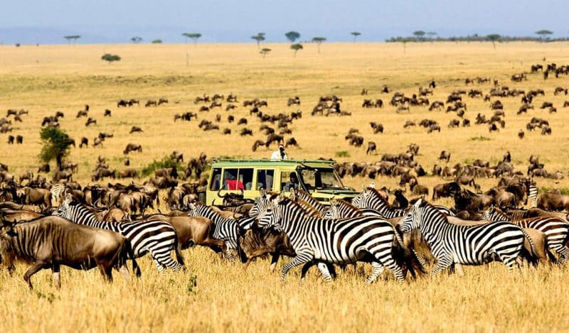 Where and When To Go Tanzania Safari