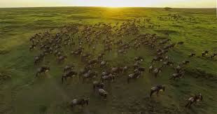 Serengeti Wildebeest Migrations Tour