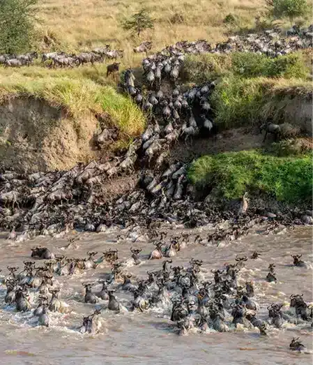 Wildebeest Migrations