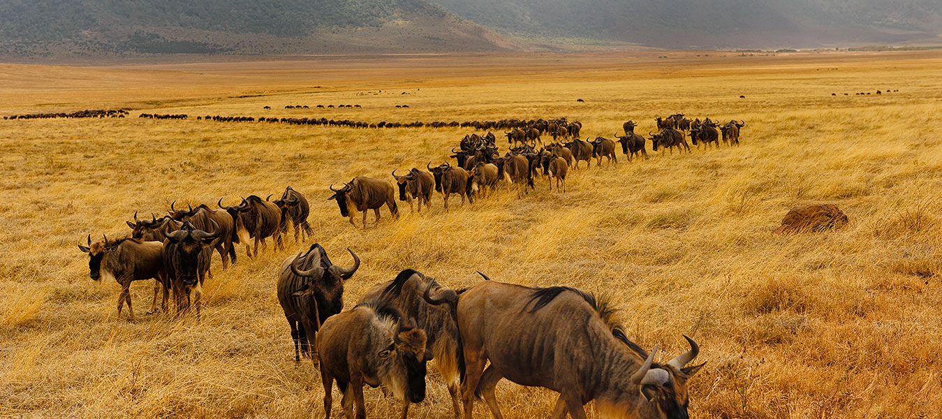 Top Best Things to do in Serengeti