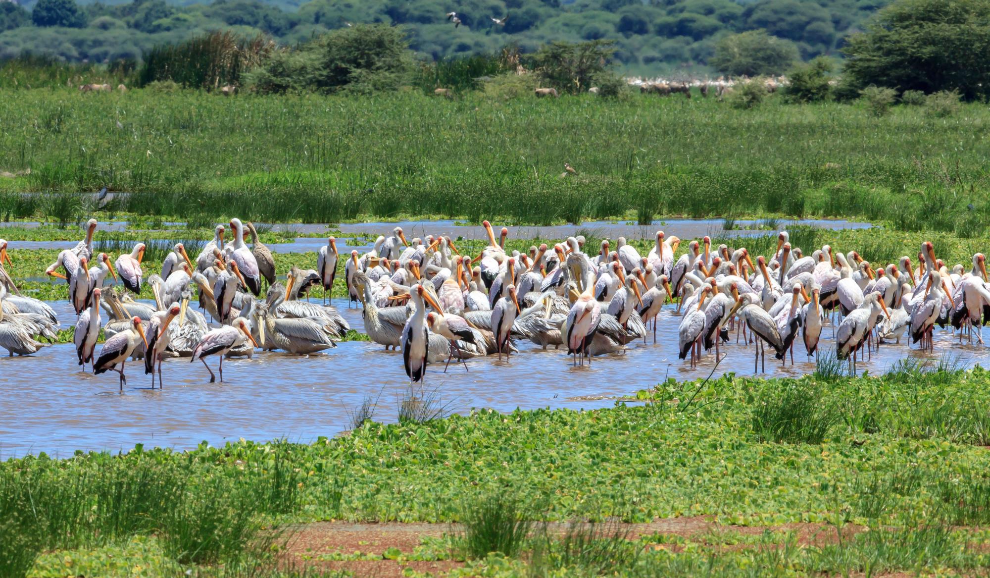 Lake Manyara National Park