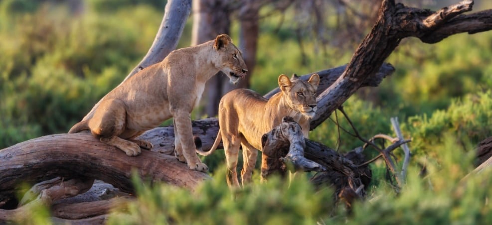 Tarangire National Park