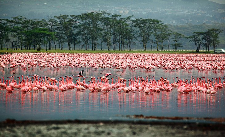 Lake Nakuru National Park