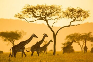 Tanzania Mid-range Tours
