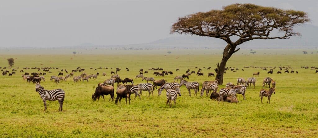 7 Days Tanzania Safari