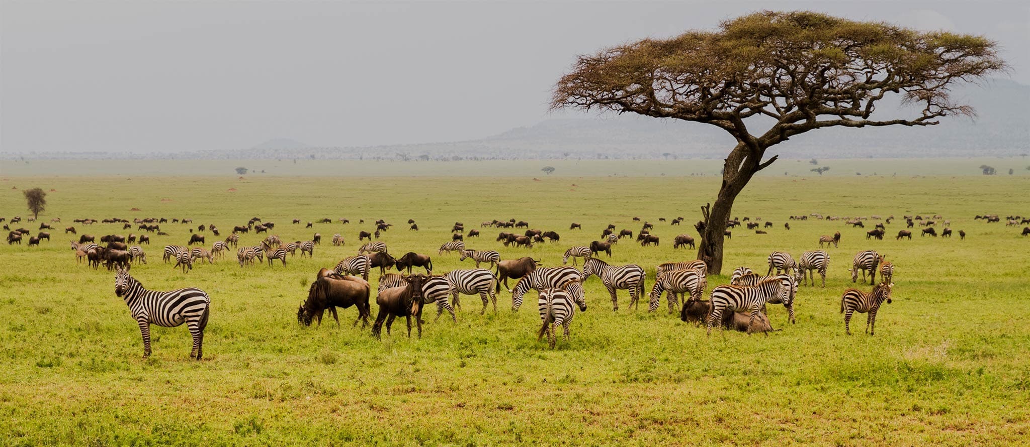 7 Days Tanzania Safari