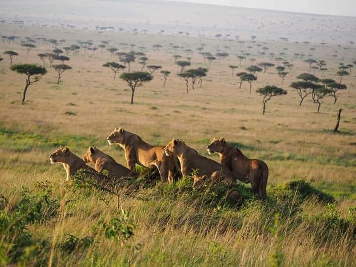 Serengeti & Ngorongoro Luxury Tour