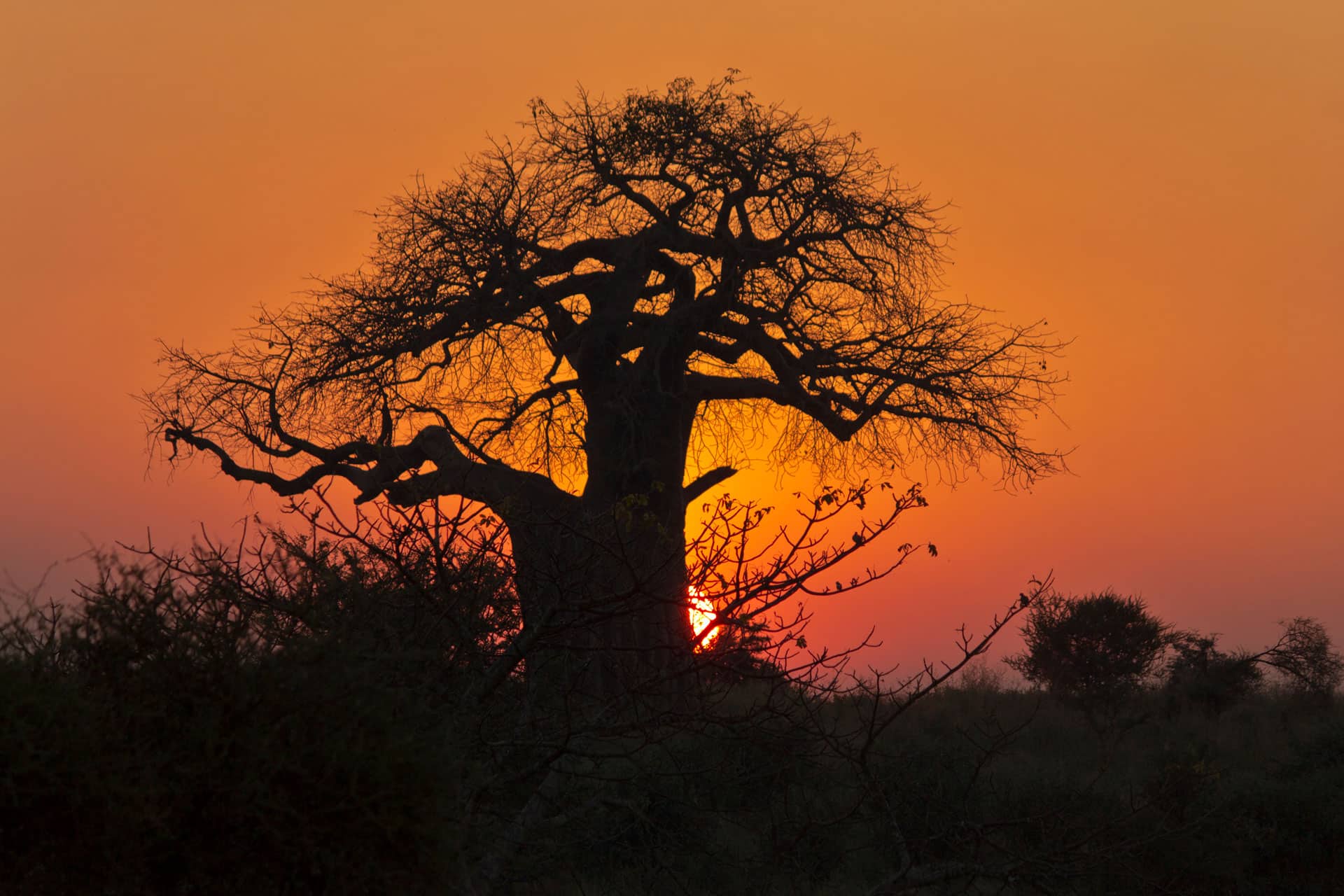 Ruaha National Park