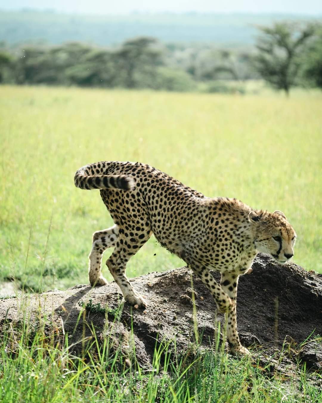 Serengeti National Park