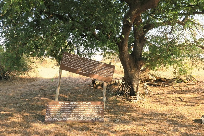 Katabi Tree Katabi Tree