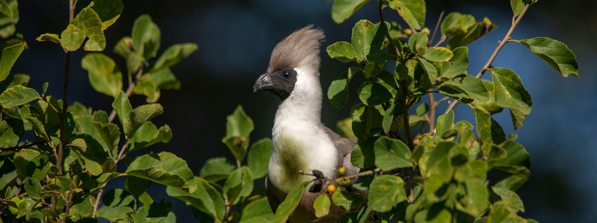 Tanzania Birdwatching Safaris Tanzania Birdwatching Safaris