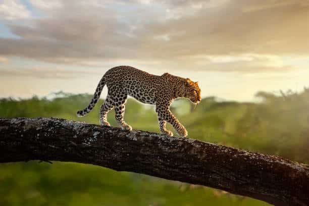 https://gie.co.tz/wp-content/uploads/2023/12/Tanzania-Safari-Tours.jpg