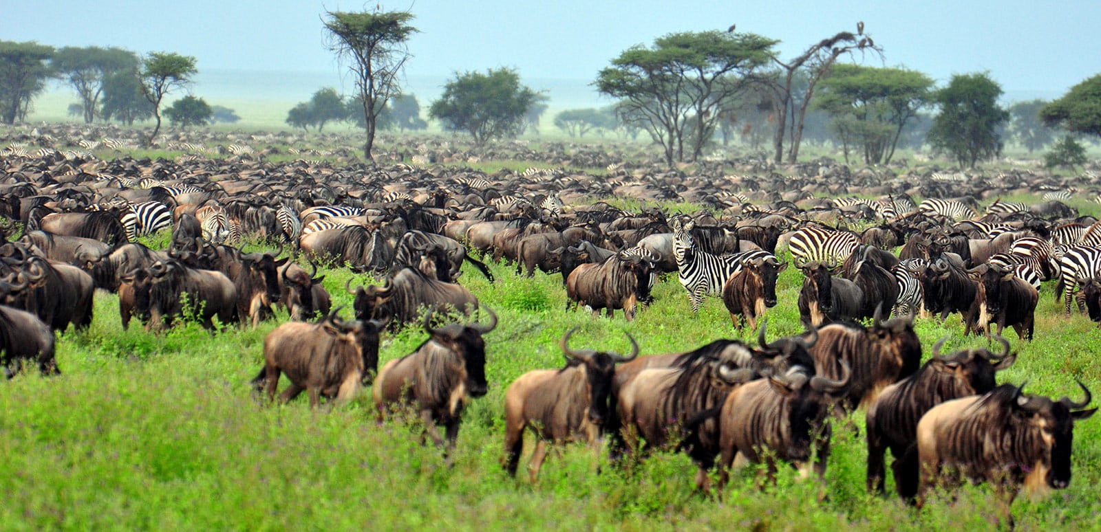 3 Days Serengeti And Ngorongoro Crater