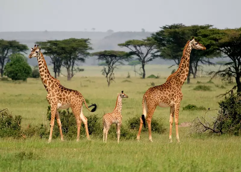3 Days Tanzania Safari