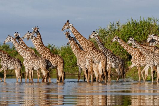 4 Days Nyerere Luxury Safari