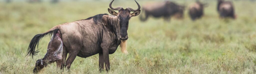 6 Days Serengeti Wildebeest Calving Season