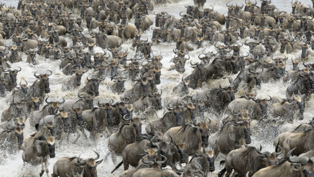 6 Days Ultra Luxury Serengeti Migration Safari