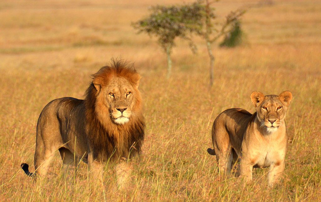 8 Days Tanzania Wildlife Tour